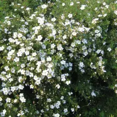 POTENTILLA fruticosa 'Abbotswood' - Potentille arbustive blanche