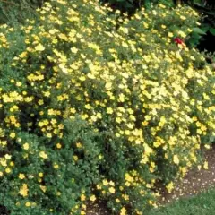 POTENTILLA fruticosa 'Elisabeth' - Potentille arbustive 'Elisabeth'