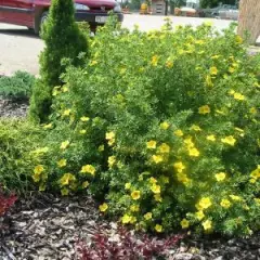 POTENTILLA fruticosa 'Goldfinger' - Potentille arbustive jaune