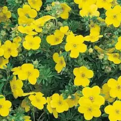 POTENTILLA fruticosa 'Goldfinger' - Potentille arbustive jaune