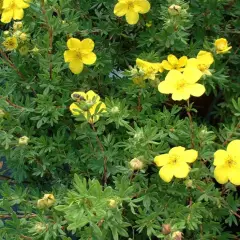 POTENTILLA fruticosa 'Goldfinger' - Potentille arbustive 'Goldfinger'