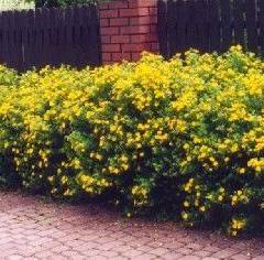 POTENTILLA fruticosa 'Goldfinger' - Potentille arbustive jaune