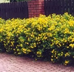 POTENTILLA fruticosa 'Goldfinger' - Potentille arbustive 'Goldfinger'