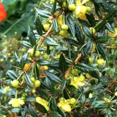 BERBERIS frikartii 'Telstar' - Epine vinette