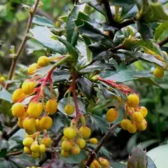 BERBERIS frikartii 'Telstar' - Epine vinette