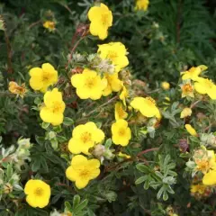 POTENTILLA fruticosa 'Goldteppich' - Potentille arbustive 'Goldteppich'