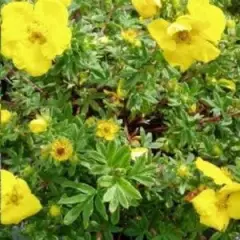 POTENTILLA fruticosa 'Goldteppich' - Potentille arbustive 'Goldteppich'