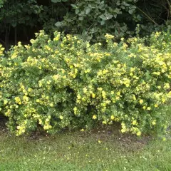 POTENTILLA fruticosa 'Goldteppich' - Potentille arbustive 'Goldteppich'