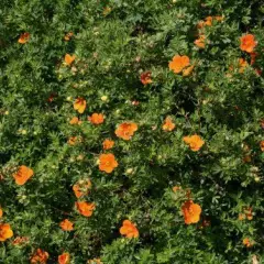 POTENTILLA fruticosa Hoppley's Orange - Potentile 'Hopley's Orange'