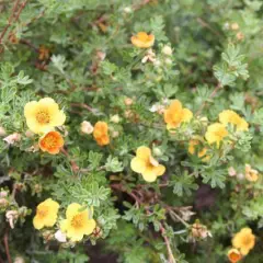 POTENTILLA fruticosa Hoppley's Orange - Potentile 'Hopley's Orange'