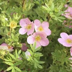 POTENTILLA fruticosa 'Princess' - Potentille 'Princess Queen'