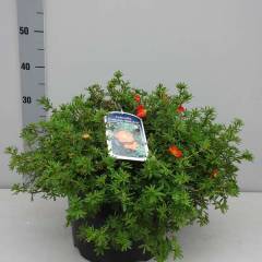 POTENTILLA fruticosa 'Red Ace' - Potentille arbustive 'Red Ace