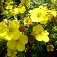 POTENTILLA fruticosa 'Sommerflor' - Potentille arbustive naine