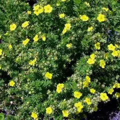 POTENTILLA fruticosa 'Sommerflor' - Potentille arbustive naine