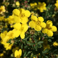 POTENTILLA fruticosa 'Sommerflor' - Potentille arbustive naine