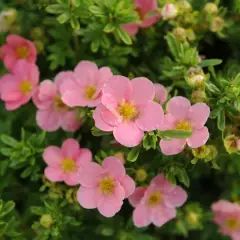 POTENTILLA fruticosa 'Lovely Pink'® - Potentille arbustive rose