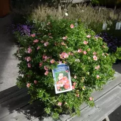 POTENTILLA fruticosa 'Lovely Pink'® - Potentille arbustive rose