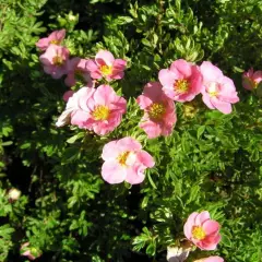 POTENTILLA fruticosa 'Lovely Pink'® - Potentille arbustive rose