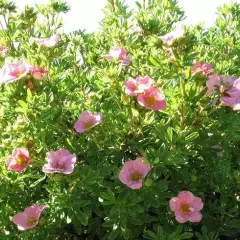 POTENTILLA fruticosa 'Lovely Pink'® - Potentille arbustive rose