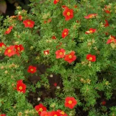 POTENTILLA fruticosa 'Red Robin' - Potentille arbustive