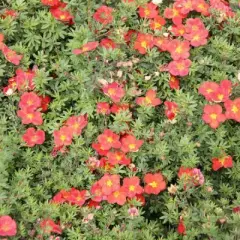 POTENTILLA fruticosa 'Red Robin' - Potentille arbustive 'Red Robin'