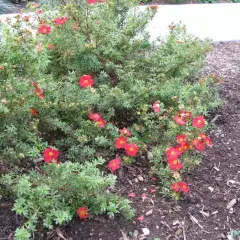 POTENTILLA fruticosa 'Red Robin' - Potentille arbustive 'Red Robin'