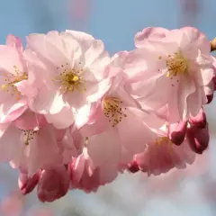 PRUNUS 'Accolade' - Cerisier à fleurs