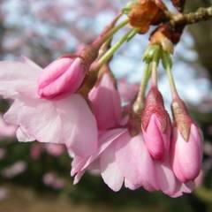 PRUNUS 'Accolade' - Cerisier de japon