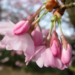 PRUNUS 'Accolade' - Cerisier à fleurs