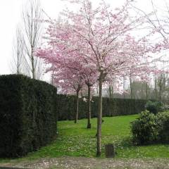 PRUNUS 'Accolade' - Cerisier à fleurs