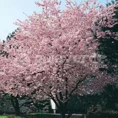 PRUNUS 'Accolade' - Cerisier à fleurs