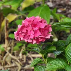 HYDRANGEA 'Rouge' - Hortensia