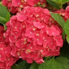 HYDRANGEA 'Rouge' - Hortensia