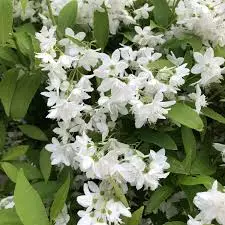 DEUTZIA snowflake - Deutzie à fleurs blanches