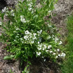 DEUTZIA snowflake - Deutzie à fleurs blanches