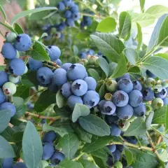 Myrtille 'Bluecrop' - Vaccinium corymbosum 'Bluecrop'