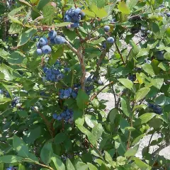 Myrtille 'Bluecrop' - Vaccinium corymbosum 'Bluecrop'