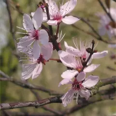 PRUNUS cerasifera 'Nigra', 'Pissardii' - Cerisier à fleurs, au feuillage pourpre