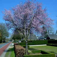 PRUNUS cerasifera 'Nigra', 'Pissardii' - Cerisier à fleurs, au feuillage pourpre
