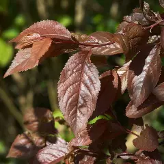 PRUNUS cerasifera 'Nigra', 'Pissardii' - Cerisier à fleurs, au feuillage pourpre