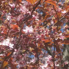 PRUNUS cerasifera 'Nigra', 'Pissardii' - Cerisier à fleurs, au feuillage pourpre