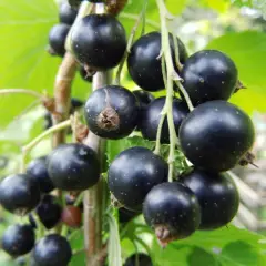 RIBES nigrum 'Titania' - Cassissier