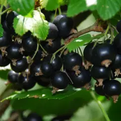 RIBES nigrum 'Titania' - Cassissier