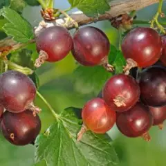 Groseillier 'Jostaberry' - Ribes 'Jostaberry'