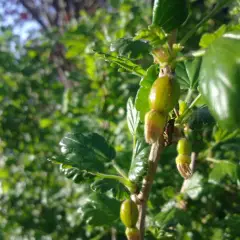 Groseillier à maquereau 'Hinnonmaki' White - Ribes uva-crispa 'Hinnonmaki'