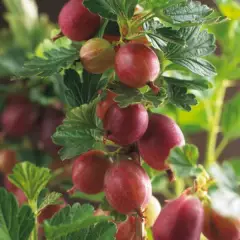 Groseillier à maquereau 'Hinnonmaki' rouge - Ribes uva-crispa 'Hinnonmaki'