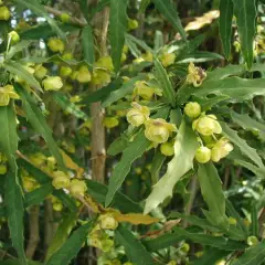 BERBERIS gagnepainii - Epine vinette