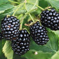 Mûre 'Black Satin' - Rubus fruticosus 'Black Satin'