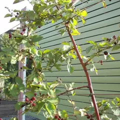 Mûre 'Black Satin' - Rubus fruticosus 'Black Satin'