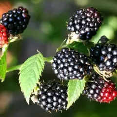 Mûre 'Black Satin' - Rubus fruticosus 'Black Satin'